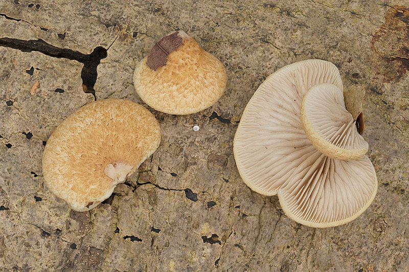 Crepidotus calolepis